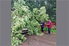 Vittal: Tree falls over car; lucky escape for driver